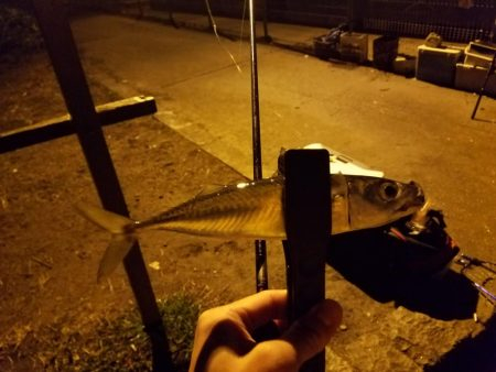 ボチボチな釣果