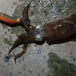 ヒイカ楽釣