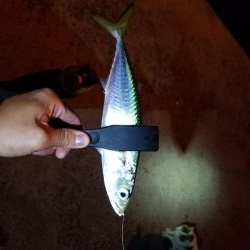 しっぶしぶな釣果