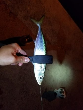 しっぶしぶな釣果