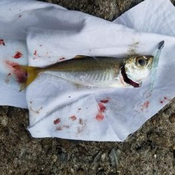 久しぶりの地元メバリング