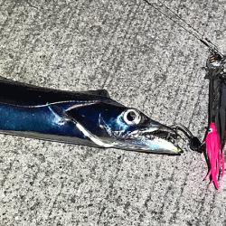 坊勢タチウオ(2018-3)