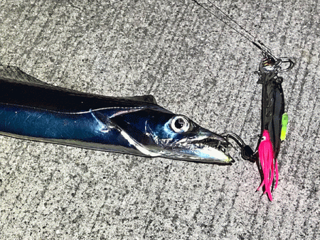 坊勢タチウオ(2018-3)