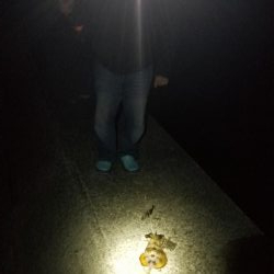 アオリイカが、、、