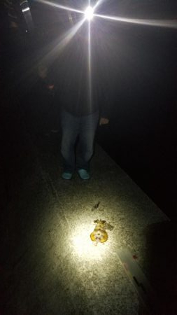 アオリイカが、、、