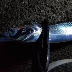 苦労の中での一匹