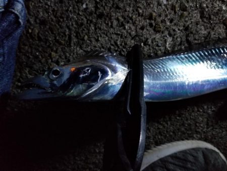 苦労の中での一匹