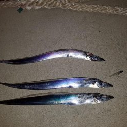 グットサイズのタチウオ釣れてます！