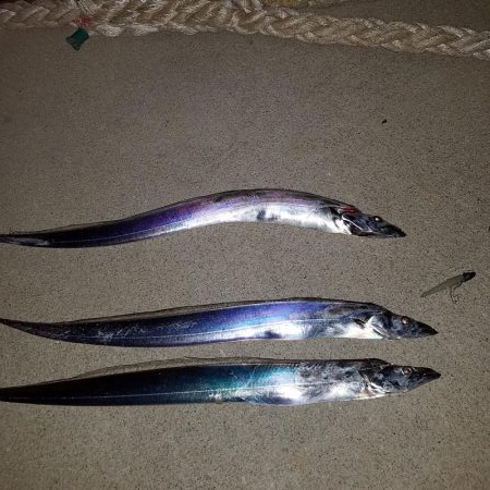 グットサイズのタチウオ釣れてます！