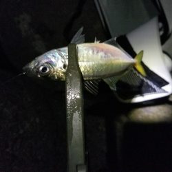 メバルとアジの共演