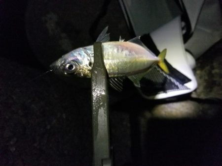 メバルとアジの共演