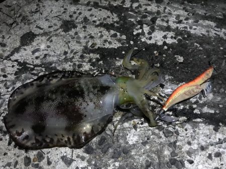 夕方から朝までエギングランガン