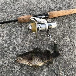 メバリング爆撃