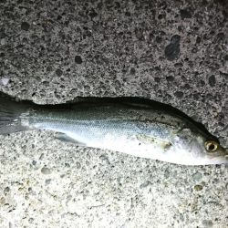 そろそろメバリング