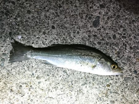 そろそろメバリング