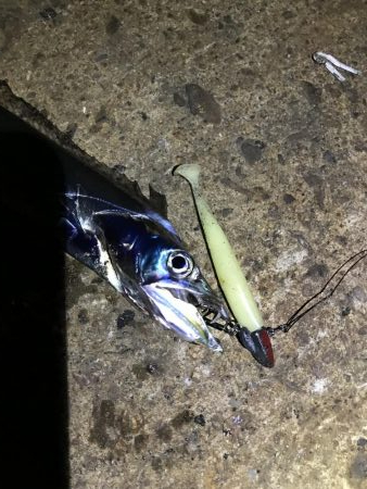 休日の激戦区へ