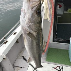 久々のシーバス