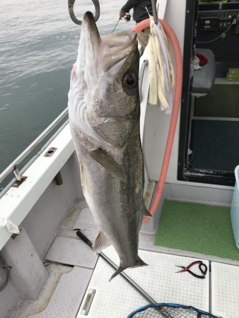 久々のシーバス