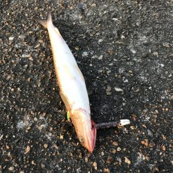 タチウオ何処行った？