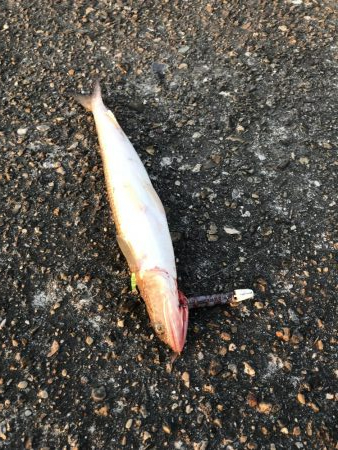 タチウオ何処行った？