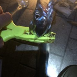 ベタ凪のシーサイドコスモ