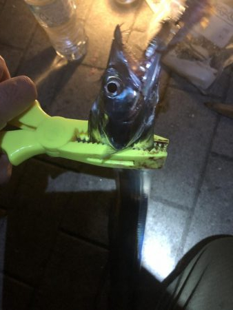 ベタ凪のシーサイドコスモ