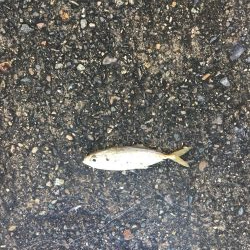 サビキ&タチウオ