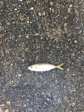 サビキ&タチウオ