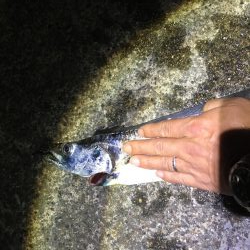 タチウオプラッギング！