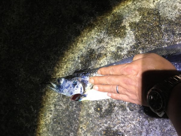 タチウオプラッギング！