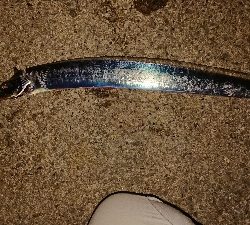 太刀魚ワインド