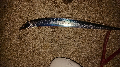 太刀魚ワインド