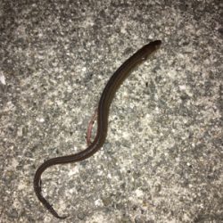 カレイが釣れました