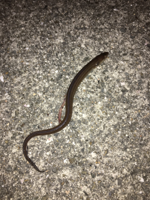 カレイが釣れました