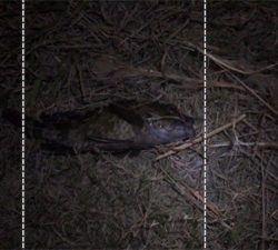 ボウズ逃れのガシラ