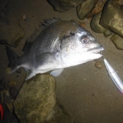 シーバス狙いがフラット祭り