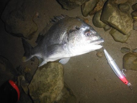 シーバス狙いがフラット祭り