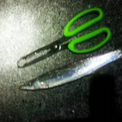 太刀魚激シブ　アオリは小さい