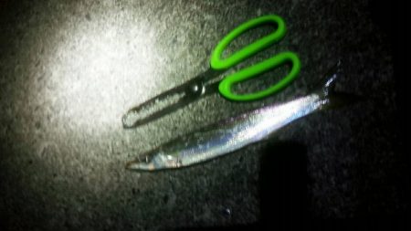 太刀魚激シブ　アオリは小さい