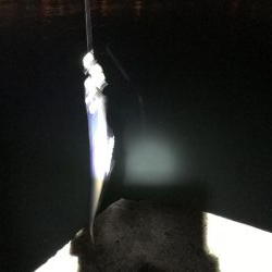 タチウオやーい？どこやー？