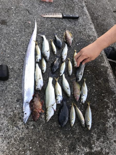 タチウオといろいろ