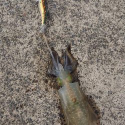 敦賀港 アオリ2杯 サビキ多数