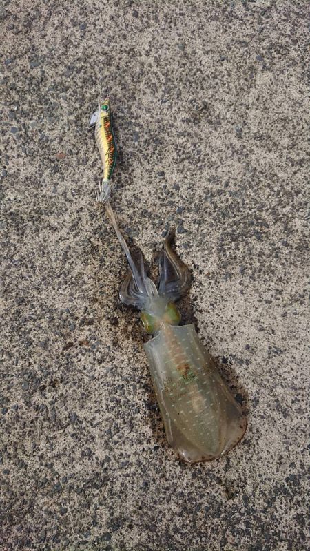 敦賀港 アオリ2杯 サビキ多数