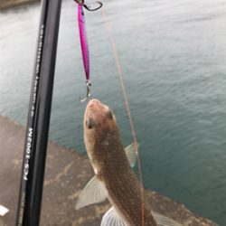 小雨の中、諦めずに頑張った…。