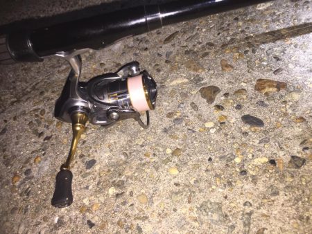 ど干潮で、ガシラのみ！