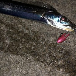 渋いね〜タチウオ！