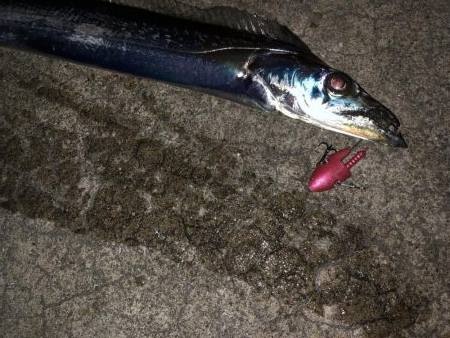 渋いね〜タチウオ！