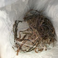 アジング、ゴミ拾い