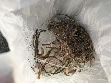 アジング、ゴミ拾い