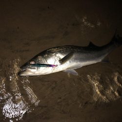 荒喰いシーバス